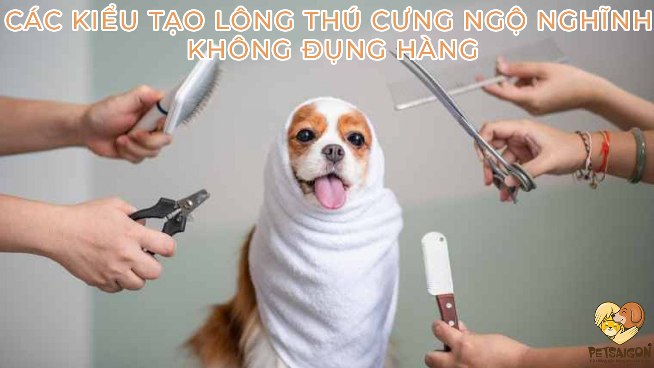 CÁC KIỂU TẠO LÔNG THÚ CƯNG NGỘ NGHĨNH KHÔNG ĐỤNG HÀNG - PETSAIGON