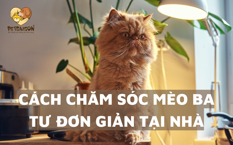 CÁCH CHĂM SÓC MÈO BA TƯ ĐƠN GIẢN TẠI NHÀ - PETSAIGON