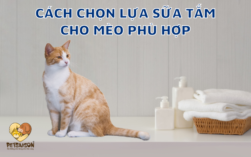 CÁCH CHỌN LỰA SỮA TẮM CHO MÈO PHÙ HỢP - PETSAIGON