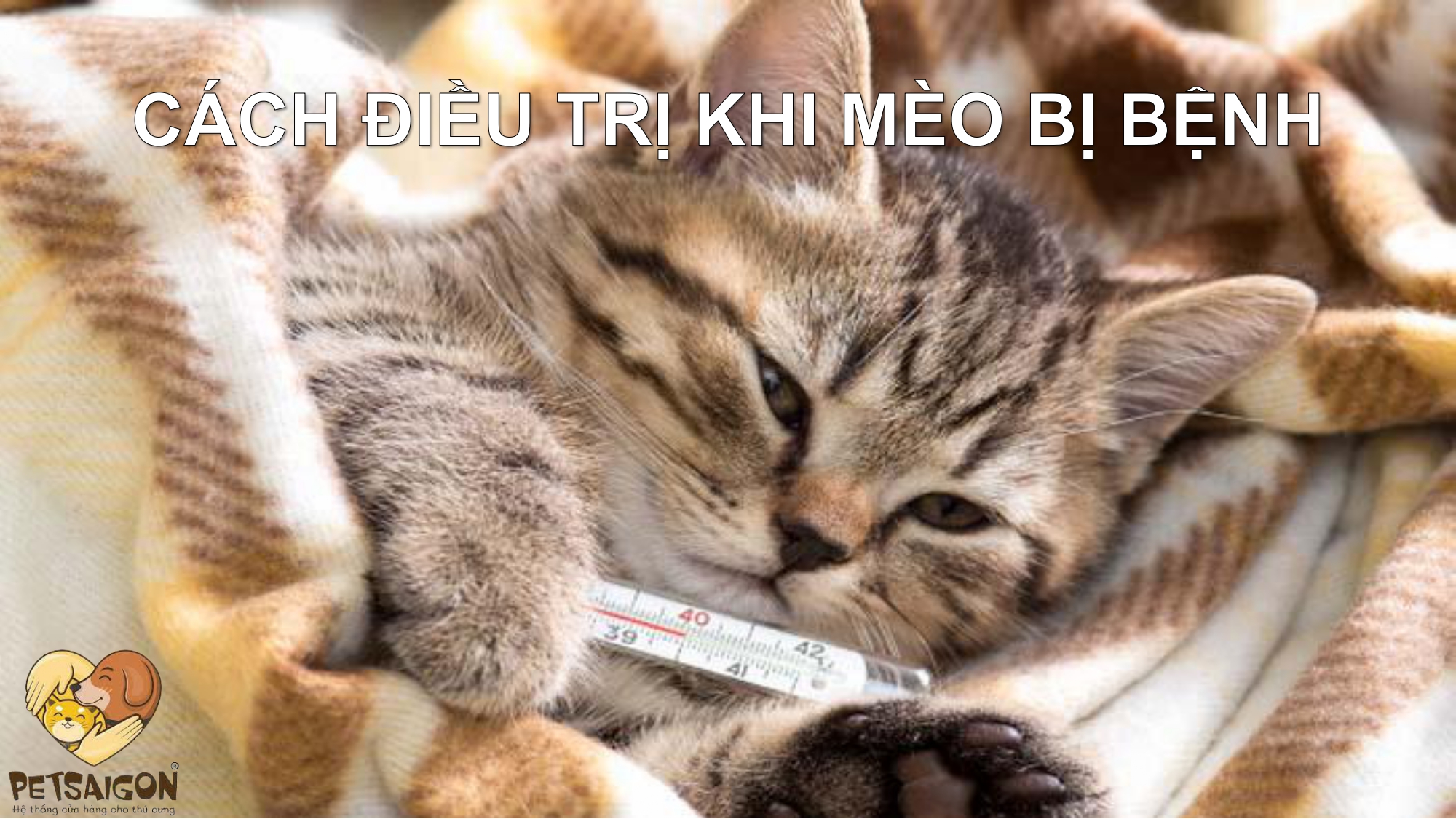 CÁCH ĐIỀU TRỊ KHI MÈO BỊ BỆNH - PETSAIGON