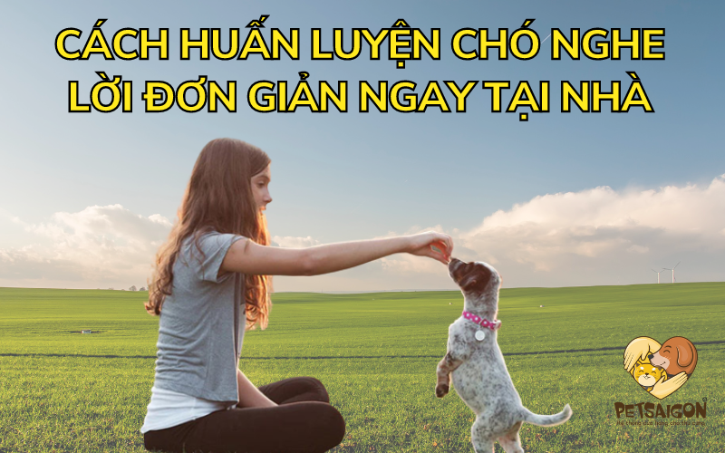 CÁCH HUẤN LUYỆN CHÓ NGHE LỜI ĐƠN GIẢN NGAY TẠI NHÀ - PETSAIGON