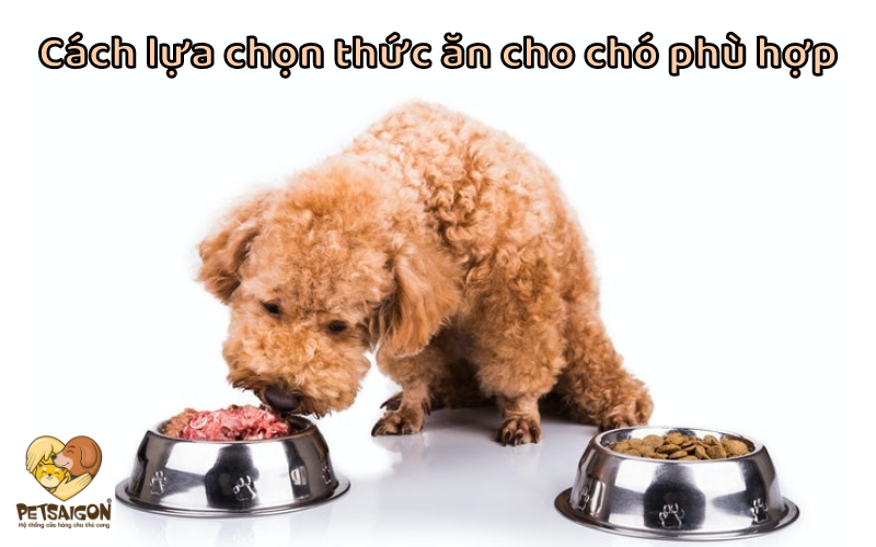CÁCH LỰA CHỌN THỨC ĂN CHO CHÓ PHÙ HỢP - PETSAIGON