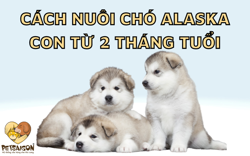 CÁCH NUÔI CHÓ ALASKA CON TỪ 2 THÁNG TUỔI - PETSAIGON