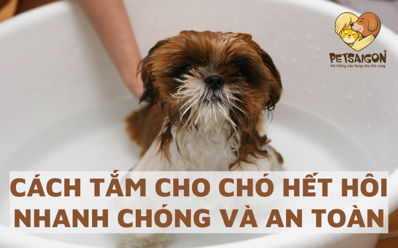 CÁCH TẮM CHO CHÓ HẾT HÔI NHANH CHÓNG VÀ AN TOÀN - PETSAIGON