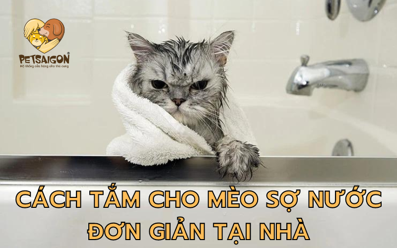 CÁCH TẮM CHO MÈO SỢ NƯỚC ĐƠN GIẢN TẠI NHÀ - PETSAIGON