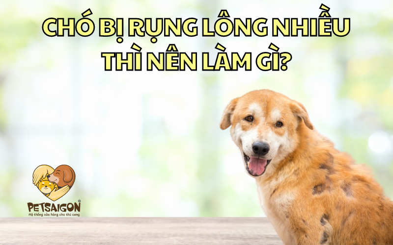 CHÓ BỊ RỤNG LÔNG NHIỀU THÌ NÊN LÀM GÌ? - PETSAIGON
