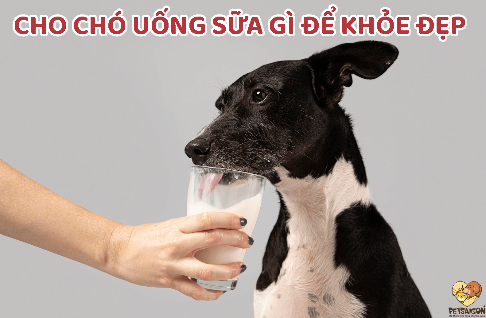 CHO CHÓ UỐNG SỮA GÌ ĐỂ KHỎE ĐẸP? - PETSAIGON