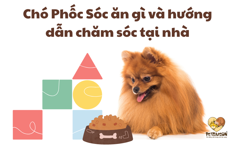 HƯỚNG DẪN CHĂM SÓC CHÓ PHỐC SÓC ĐƠN GIẢN TẠI NHÀ - PETSAIGON