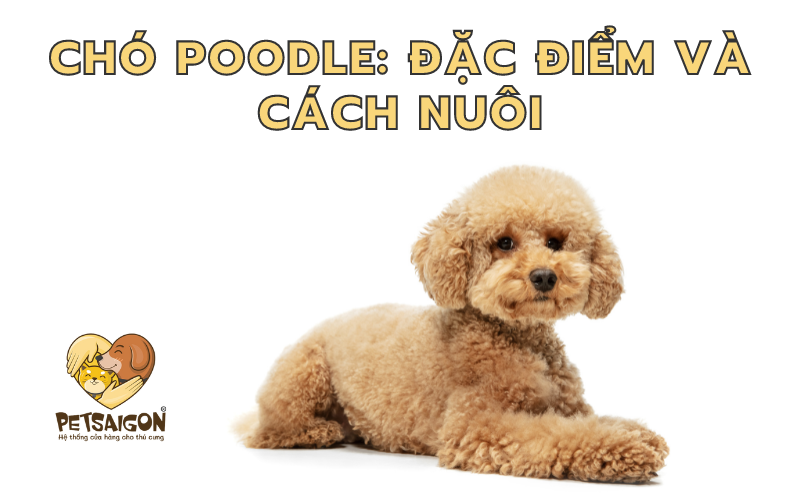 CHÓ POODLE: ĐẶC ĐIỂM VÀ CÁCH NUÔI - PETSAIGON