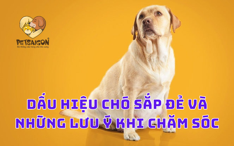 DẤU HIỆU CHÓ SẮP ĐẺ VÀ NHỮNG LƯU Ý KHI CHĂM SÓC - PETSAIGON