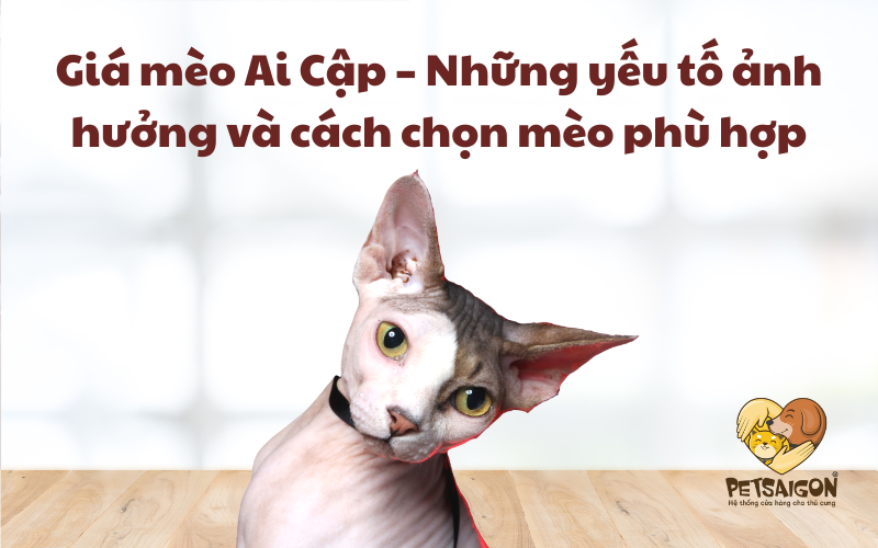 GIÁ MÈO AI CẬP - NHỮNG YẾU TỐ ẢNH HƯỞNG VÀ CÁCH CHỌN MÈO PHÙ HỢP - PETSAIGON