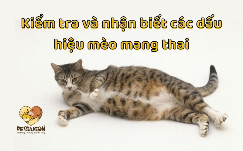 KIỂM TRA VÀ NHẬN BIẾT CÁC DẤU HIỆU MÈO MANG THAI - PETSAIGON