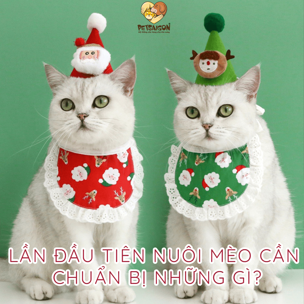LẦN ĐẦU TIÊN NUÔI MÈO CẦN CHUẨN BỊ NHỮNG GÌ? - PETSAIGON