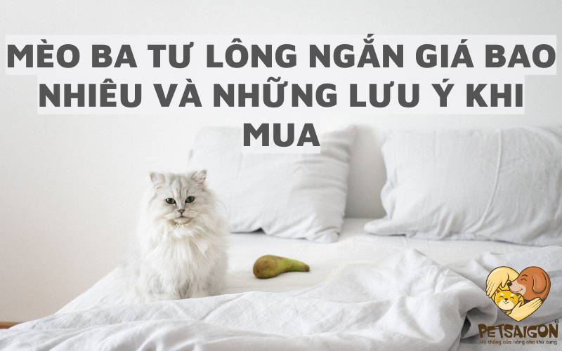 MÈO BA TƯ LÔNG NGẮN GIÁ BAO NHIÊU VÀ NHỮNG LƯU Ý KHI MUA - PETSAIGON