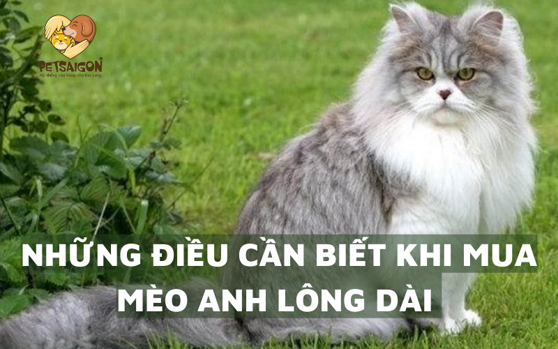 NHỮNG ĐIỀU CẦN BIẾT TRƯỚC KHI MÙA MÈO ANH LÔNG DÀI - PETSAIGON
