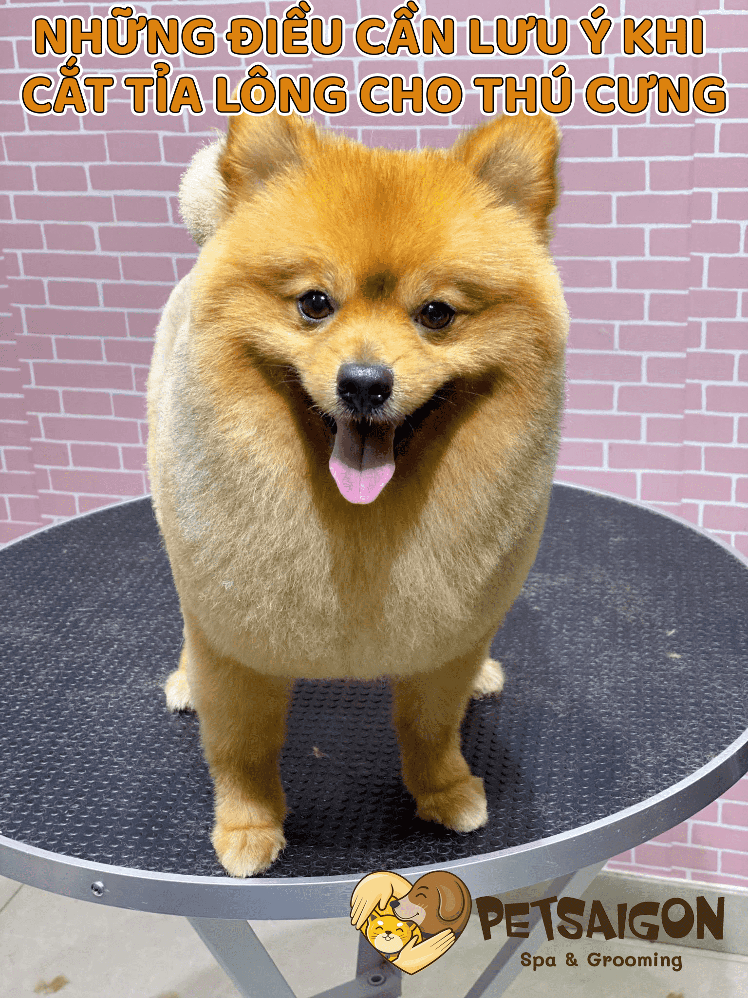 NHỮNG ĐIỀU CẦN LƯU Ý KHI CẮT TỈA LÔNG CHO THÚ CƯNG - PETSAIGON
