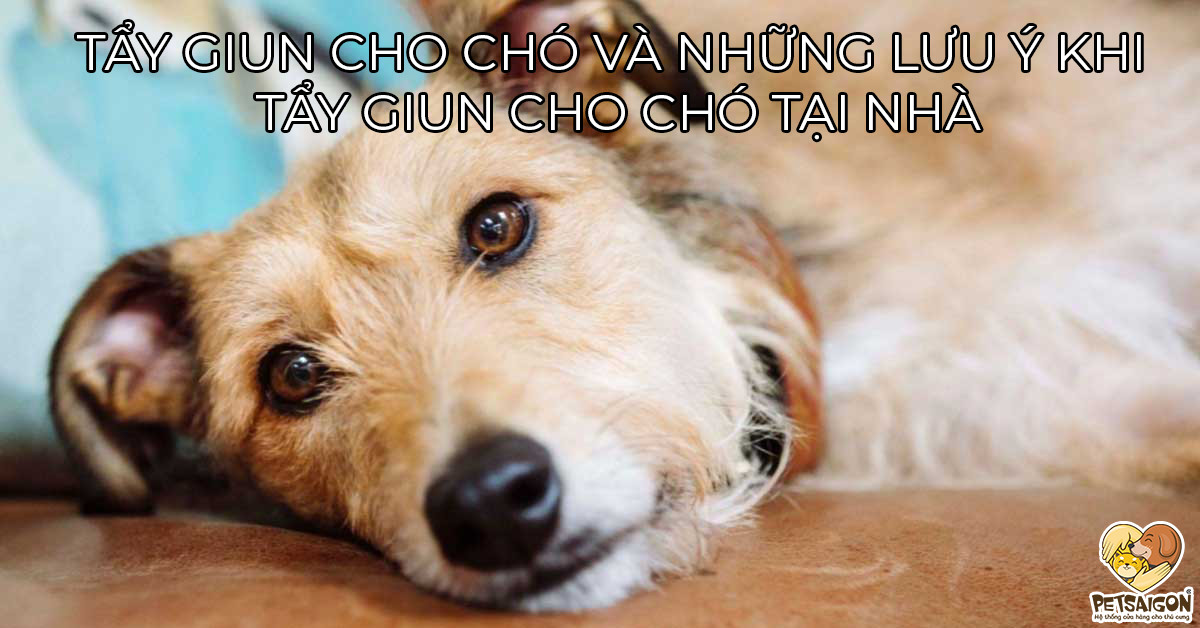 TẨY GIUN CHO CHÓ VÀ NHỮNG LƯU Ý KHI TẨY GIUN CHO CHÓ TẠI NHÀ - PETSAIGON