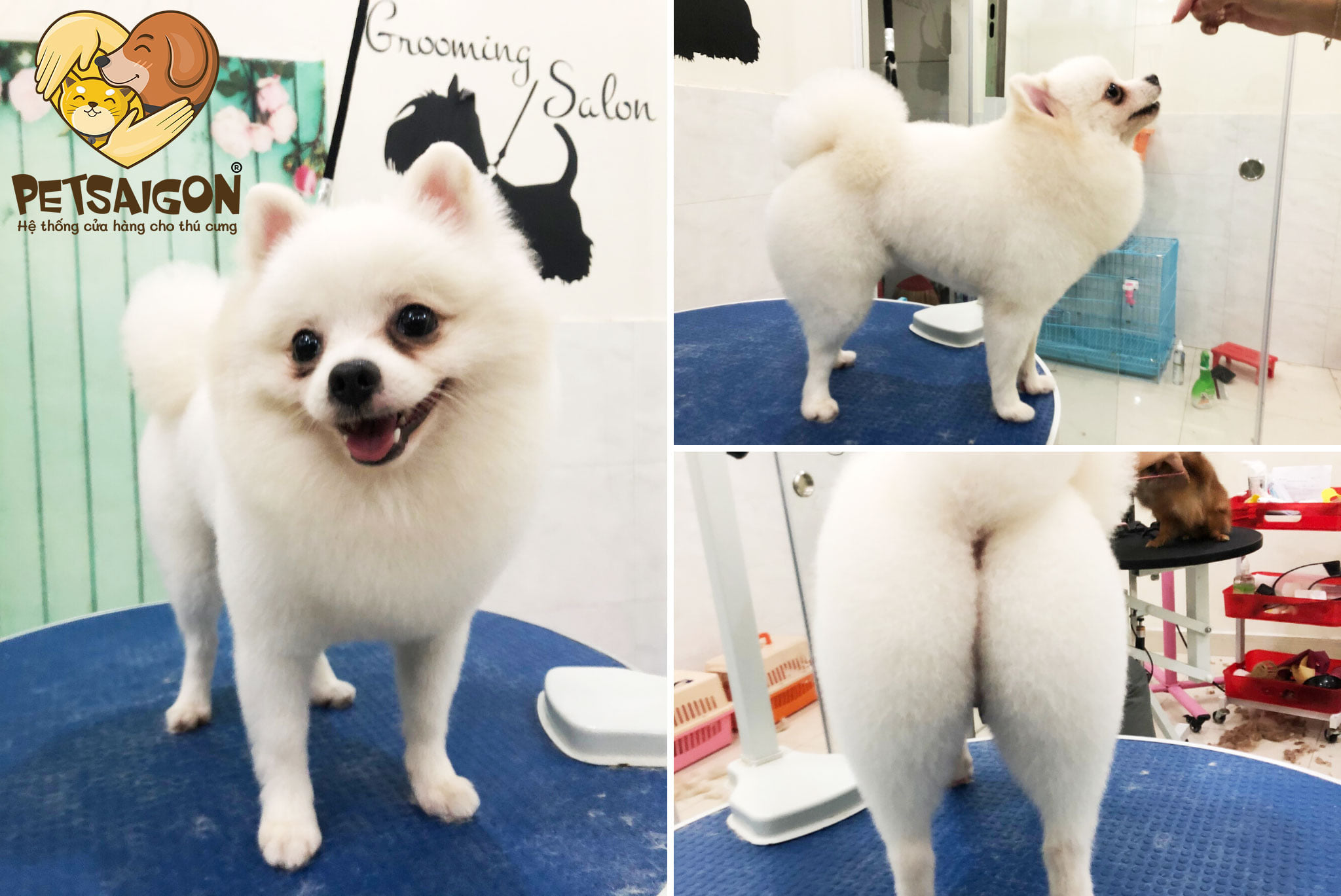 tạo hình đùi gà cho phốc sóc