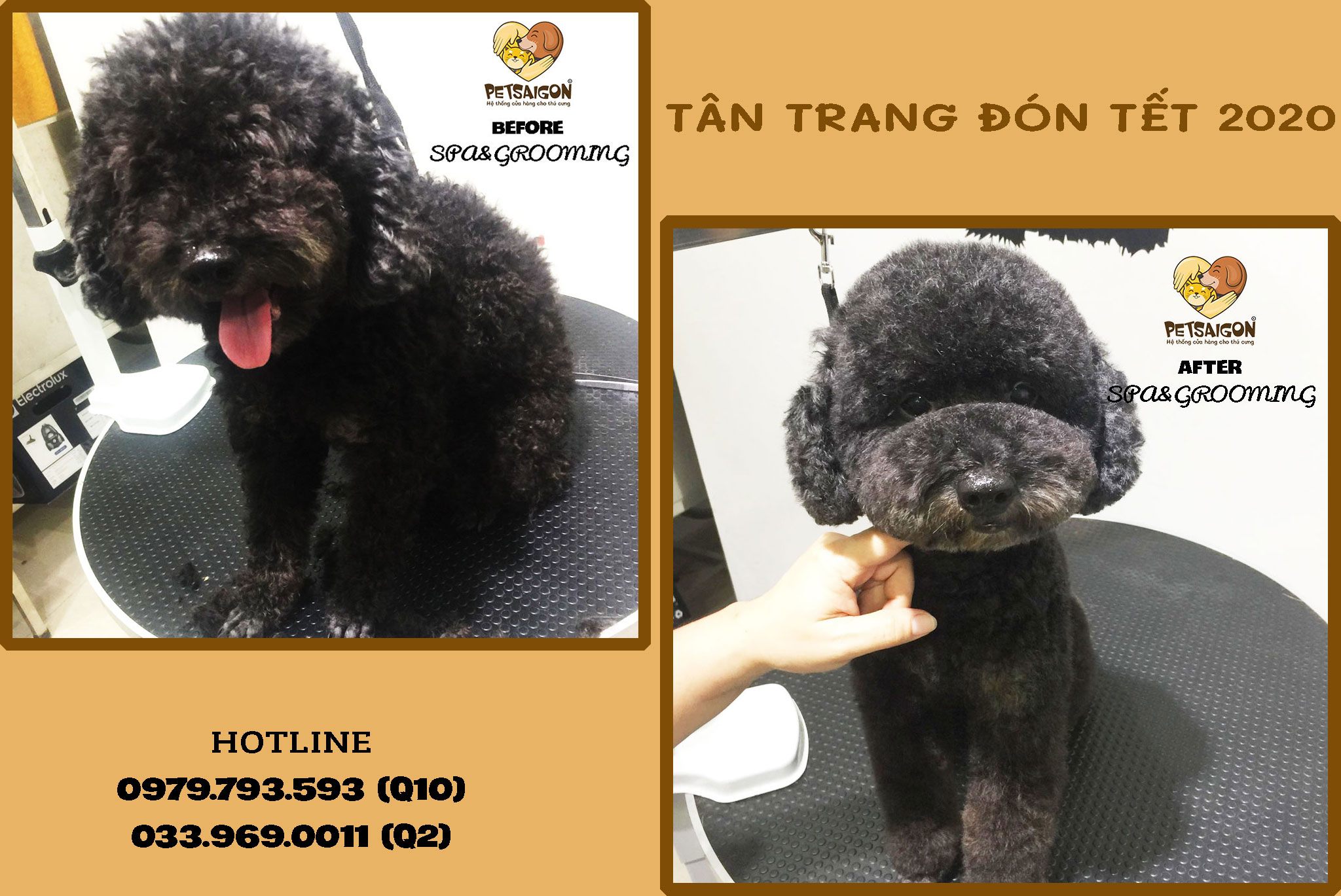 tỉa lông poodle 1