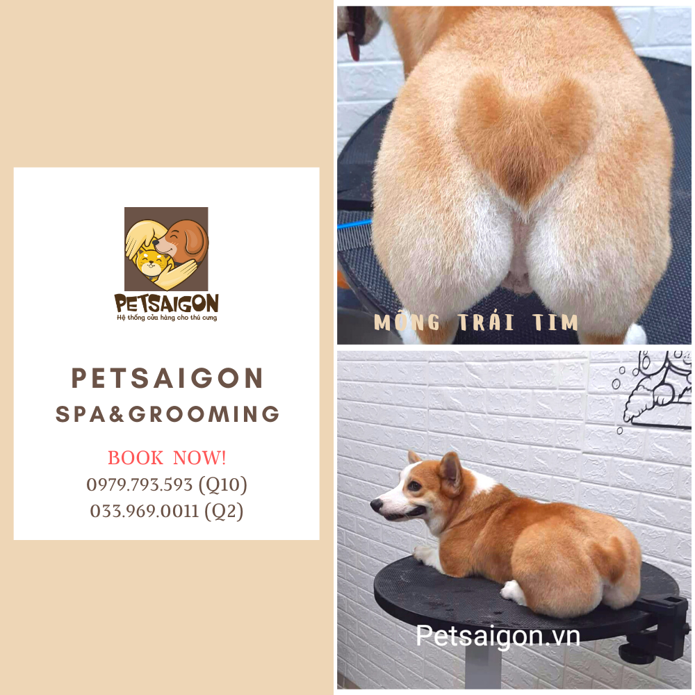 cắt tỉa mông trái tim cho corgi