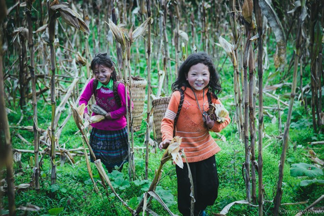 cùng nhau thu hoạch sapa