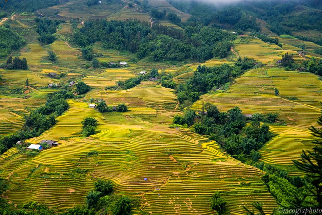 sapa mùa lúa chín vàng