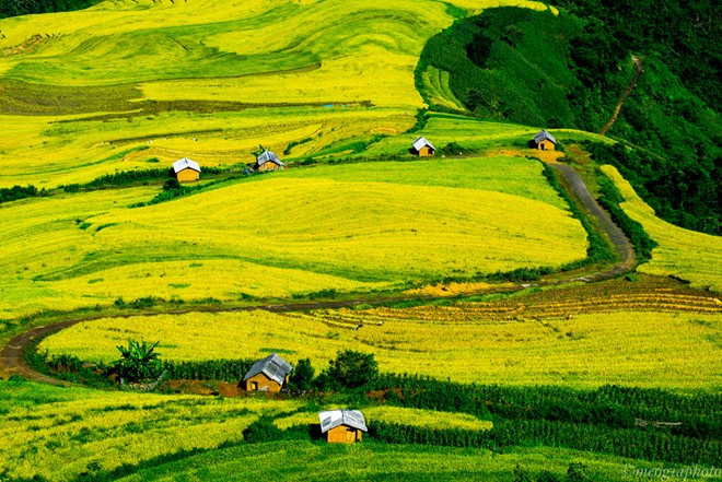 thu hoạch lúa sapa