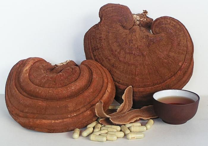 Thần dược ở  Sapa - Nấm linh chi