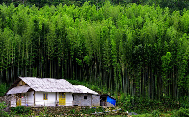 Rừng trúc Háng Sung