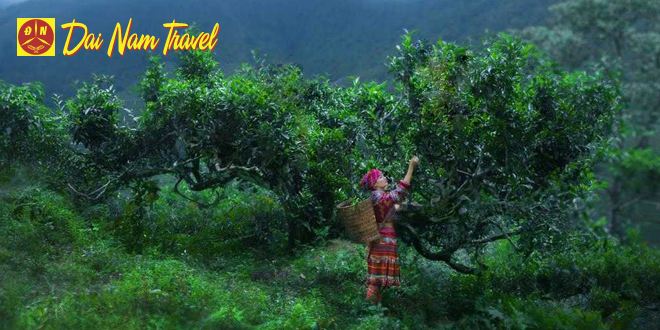 HÀ NỘI - MÙ CANG CHẢI - NGỌC CHIẾN - HÀ NỘI (3 NGÀY 2 ĐÊM)