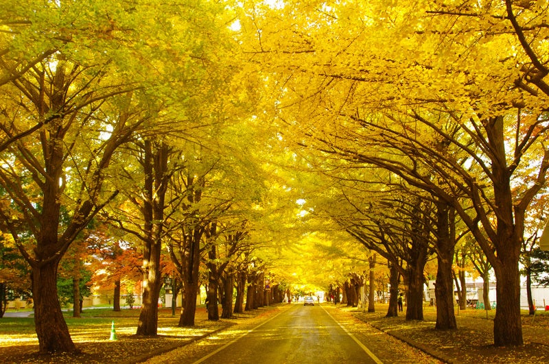 KHÁM PHÁ HOKKAIDO MÙA THU 6 NGÀY 5 ĐÊM