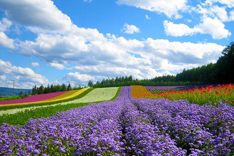 HÀ NỘI - ĐÀ LẠT, THÀNH PHỐ NGÀN HOA (3 NGÀY 2 ĐÊM)