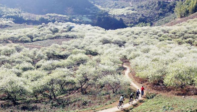 TOUR HÀ NỘI – MỘC CHÂU – TÀ XÙA 2N1Đ