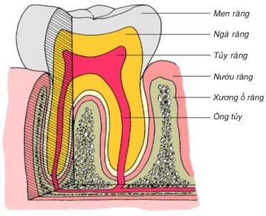 Cấu trúc giải phẫu răng