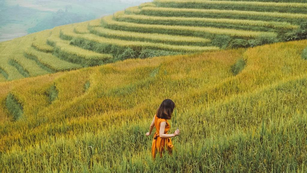 Hoàng Su Phì và các điểm săn lúa chín đẹp nhất Việt Nam
