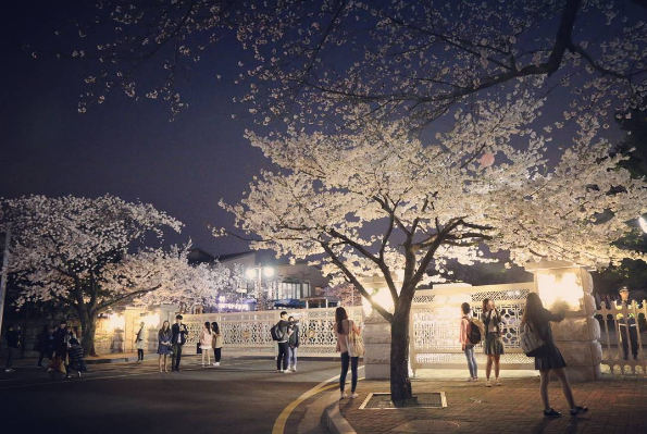 Đường Yunjungno điểm check-in hot nhất Seoul mùa hoa anh đào