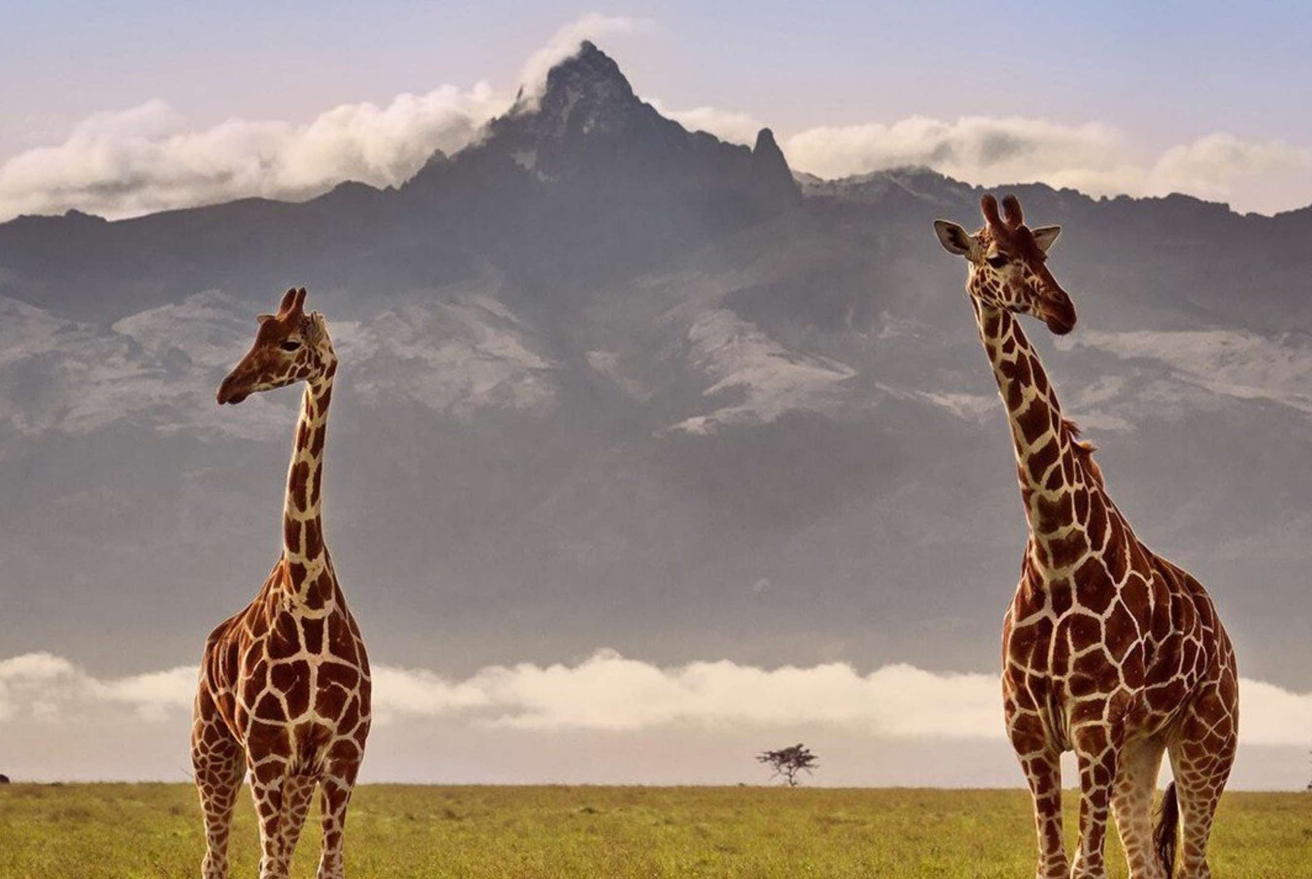 Cẩm nang du lịch Kenya từ A đến Z