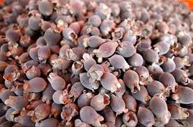 Hương vị đặc sản Rượu Sim Phú Quốc