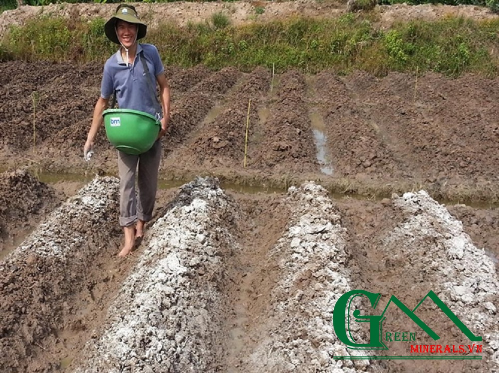  xử lý đất trồng khoai bàng vôi bột