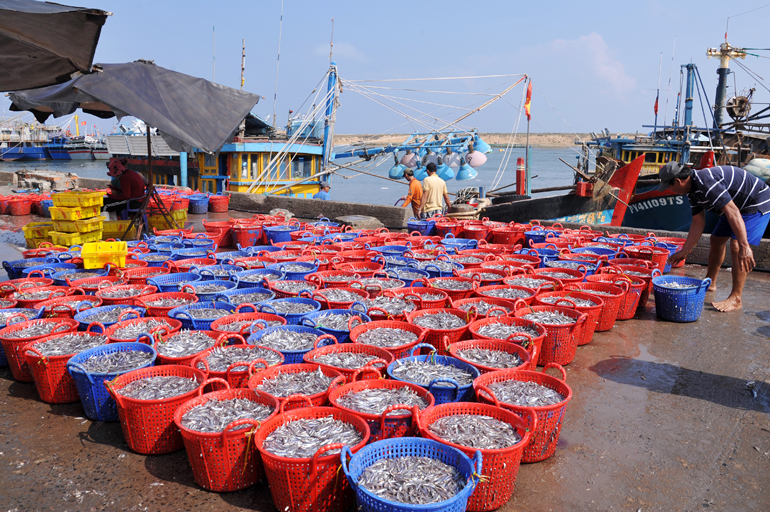 BẢN TIN Dự báo ngư trường khai thác nghề vây (Hạn mùa, vụ bắc năm 2024-2025) (01-10-2024)