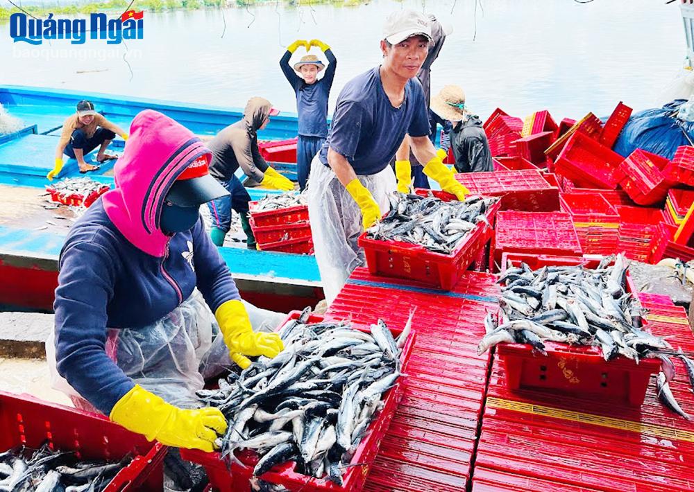 BẢN TIN Dự báo ngư trường khai thác nghề vây (Hạn tháng, tháng 10/2024) (01-10-2024)