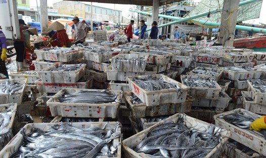 BẢN TIN Dự báo ngư trường khai thác cá nổi nhỏ (Hạn tháng, tháng 10/2024) (01-10-2024)