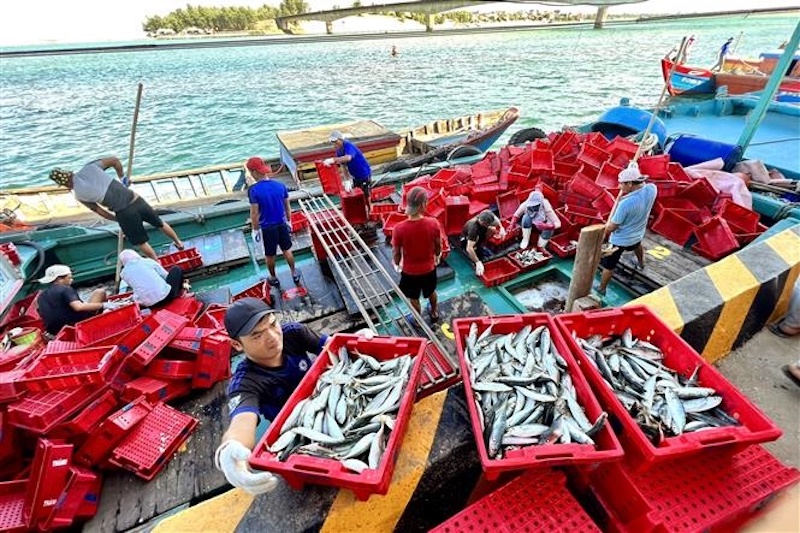 BẢN TIN Dự báo ngư trường khai thác cá ngừ đại dương (Hạn tháng, tháng 09/2024) (01-09-2024)
