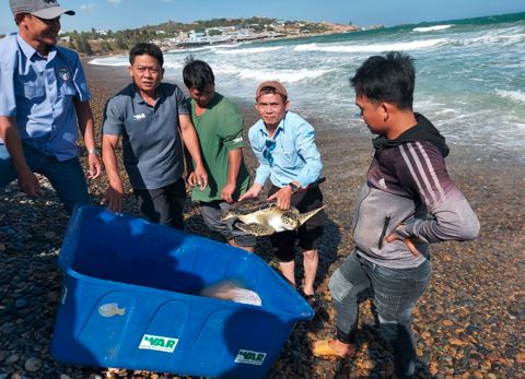 Bảo vệ rùa biển khỏi nguy cơ tuyệt chủng và giữ gìn sự đa dạng sinh học ở Việt Nam