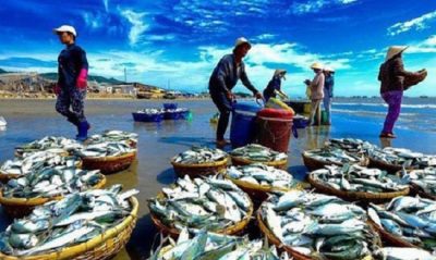 BẢN TIN Dự báo ngư trường khai thác cá nổi nhỏ (Hạn tháng, tháng 08/2023) (01-08-2023)