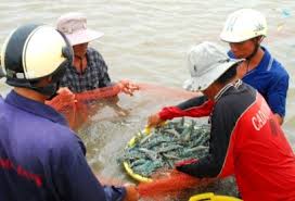 Xây dựng cơ sở nuôi tôm có chuỗi sản xuất an toàn dịch bệnh