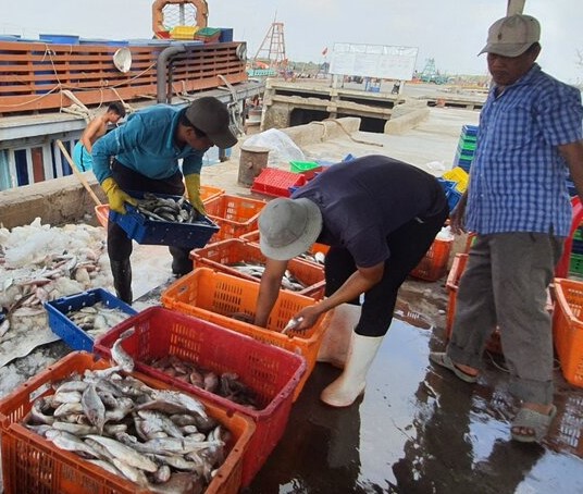 BẢN TIN Dự báo ngư trường khai thác cá nổi nhỏ (Hạn tháng, tháng 12/2024) (01-12-2024)