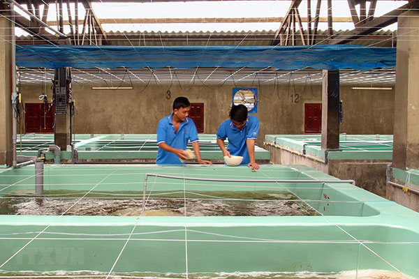 Hướng dẫn yêu cầu an toàn sinh học đối với điều kiện sản xuất, ương dưỡng giống tôm nước lợ