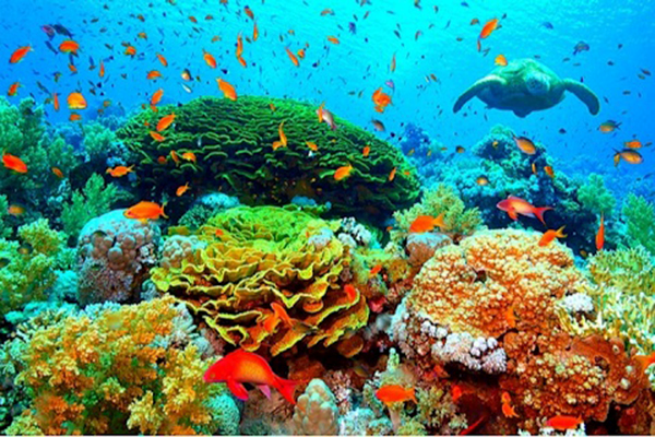 Phát triển bền vững kinh tế biển gắn với bảo tồn đa dạng sinh học và c -  CHI CỤC THỦY SẢN TP. HỒ CHÍ MINH