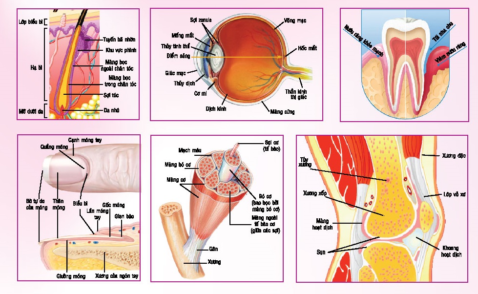 collagen trong cơ thể chúng ta